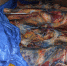 /uploaded-files/news/8478/DSCN7174.jpg - Россельхознадзор