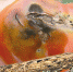 /uploaded-files/news/9871/tomatnaya_mol_1_27134905.jpg - Россельхознадзор
