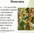 /uploaded-files/news/10352/повилика.jpg - Россельхознадзор
