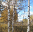 /uploaded-files/news/10490/DSCN0333.jpg - Россельхознадзор