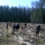 25.04.2019 |  В Лесном районе полным ходом идет весенняя посадка лесных культур - Министерство лесного комплекса