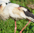 <strong>Автор: Фото Светланы Макаровой</strong><p></p> - ТИА