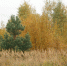 /uploaded-files/news/11501/04-10-земля.jpg - Россельхознадзор