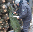 /uploaded-files/news/11747/ПИХТЫ1.jpg - Россельхознадзор