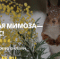 02.03.2020 | Акция “Лучшая мимоза - это лес” к Международному женскому дню - Министерство природных ресурсов и экологии