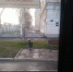 В Твери около суворовского училища разгуливал фазан - ТИА