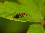 /uploaded-files/news/12275/ant-4370557_960_720.jpg