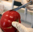 Россельхознадзор исследовал семена на наличие ГМО - Афанасий-биржа