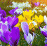 Purple-and-yellow-crocuses.jpg - ТГМУ