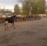 Во Ржеве испуганный лось чуть не устроил ДТП и пытался перепрыгнуть забор - ТИА