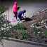 Ночных цветочных воровок сняли на видео в Андреаполе Тверской области - Афанасий-биржа