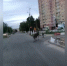 Четырех лосей заметили на улицах Твери - Афанасий-биржа