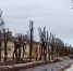 Торжок обрезка деревьев - Tver24.Com