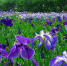 resize-image-online.com_1694802137_ирисыjpg_XX5Bo2a7 - TverWeek.Com