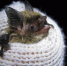 Летучие мыши в Старицких пещерах - Газета Вся Тверь