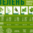 Зелень_полезные_свойства_и_интересные_факты_23_06_1.png - Роспотребнадзор