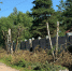 В Твери в Затверечье подрезали деревья, которые задевали ЛЭП - PanoramaPro.Ru