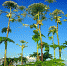 Предприниматель взялся уничтожить борщевик в Рамешковском районе, но не справился с задачей - Афанасий-биржа