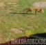 Фото: скриншот с видео/ ВК-сообщество Михайловское сельское поселение - Тверские ведомости