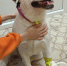 Тверские ветеринары спасли проглотившего иглу и саморез лабрадора - ГТРК
