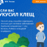Правила безопaсности в периoд aктивности клещей - МЧС России