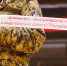 В Тверской области мужчину забили до смерти - Комсомольская Правда