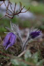В Твери зацвела краснокнижная Сон-трава