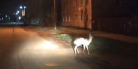 Косуля гуляет по городу в Тверской области - Газета Вся Тверь