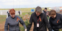На территории кофеобжарочного завода Poetti сотрудники высадили 80 деревьев в преддверии Дня Великой Победы - Комсомольская Правда