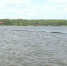 В Тверской области начался второй этап расчистки акватории Иваньковского водохранилища - ГТРК