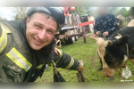Под Тверью из колодца вытащили провалившегося бычка