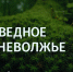 Заповедное Верхневолжье: Что скрывает берег Большой Коши? Тайна лунного цветка - ТИА
