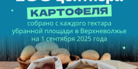 Специалисты Тверьстата посчитали урожайность картофеля и число детей в группах - Газета Вся Тверь