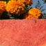 Жительница Тверской области вырастила арбуз весом под 90 кг - Афанасий-биржа