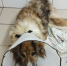 В Твери собака осталась без хвоста - Комсомольская Правда