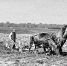 Миф о том, как царская Россия Европу кормила - Tver24.Com