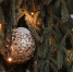 Торопец отметил Рождество Христово - Тверские ведомости