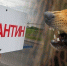 В Тверской области два района закрыли на карантин - Tver24.Com