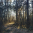 Стало известно, что искала в тверском лесу первая в этом году заблудившаяся женщина - ТИА