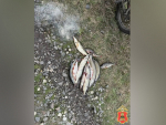 В заповедной зоне под Тверью поймали двух браконьеров