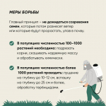 Как бороться с борщевиком Сосновского: правила безопасности и меры борьбы