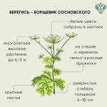 Россельхознадзор рассказал о мерах безопасности при встрече с борщевиком