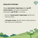 Россельхознадзор рассказал о мерах безопасности при встрече с борщевиком