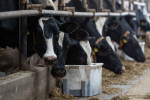 Минсельхоз утвердил ветправила экспертизы некачественных продуктов перед использованием в кормах для животных